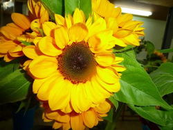 �r���Z���g