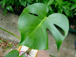 �����X�e��